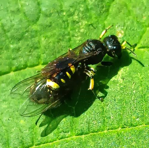 Réf. 348 069 : Ectemnius sp.